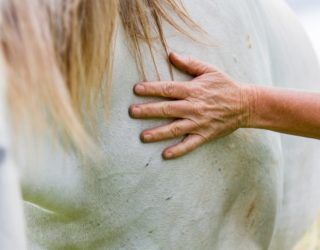 Horse therapy for drug addicts